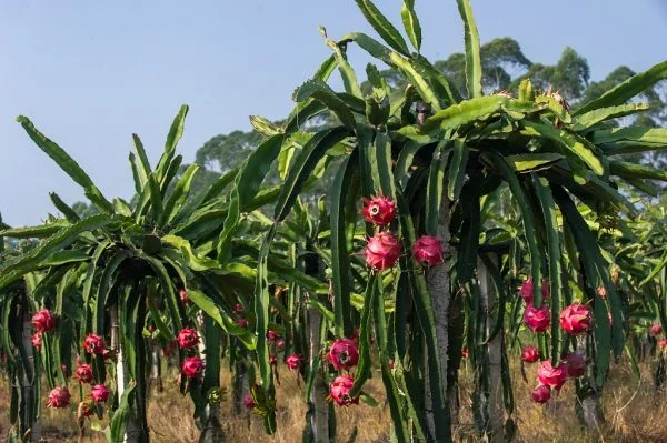 Buy Dragon Fruit Plant Online in India